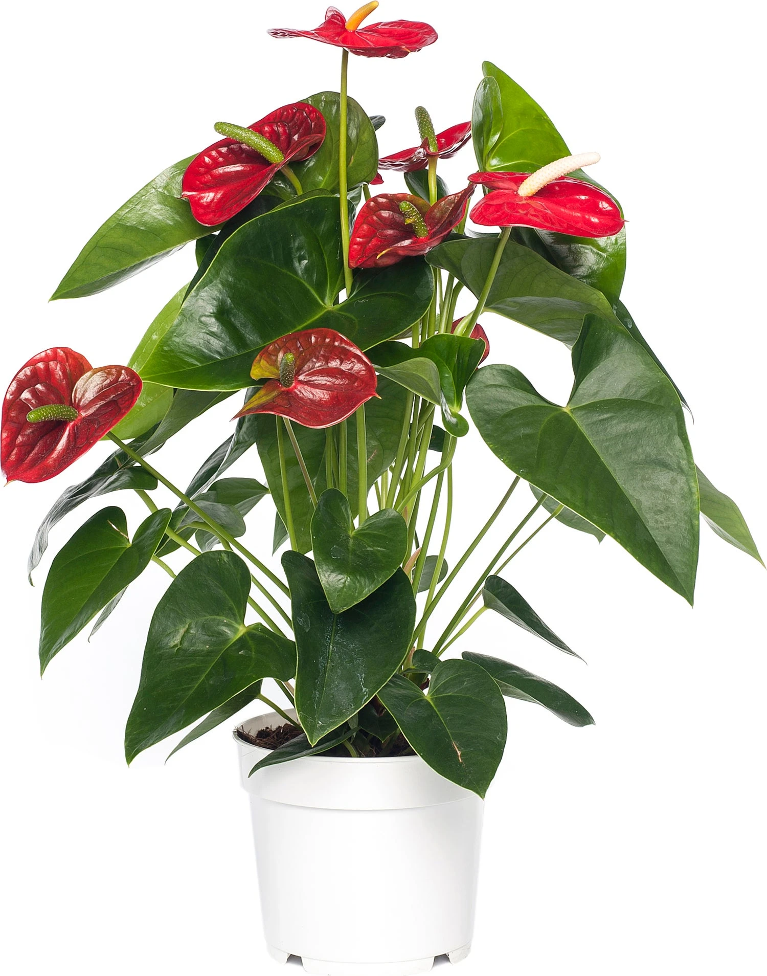 Flamingoplant (Anthurium Andreanum 'Red Champion') D 17 H 55 Cm 3 Flamingoplant (Anthurium Andreanum 'Red Champion') D 17 H 55 Cm