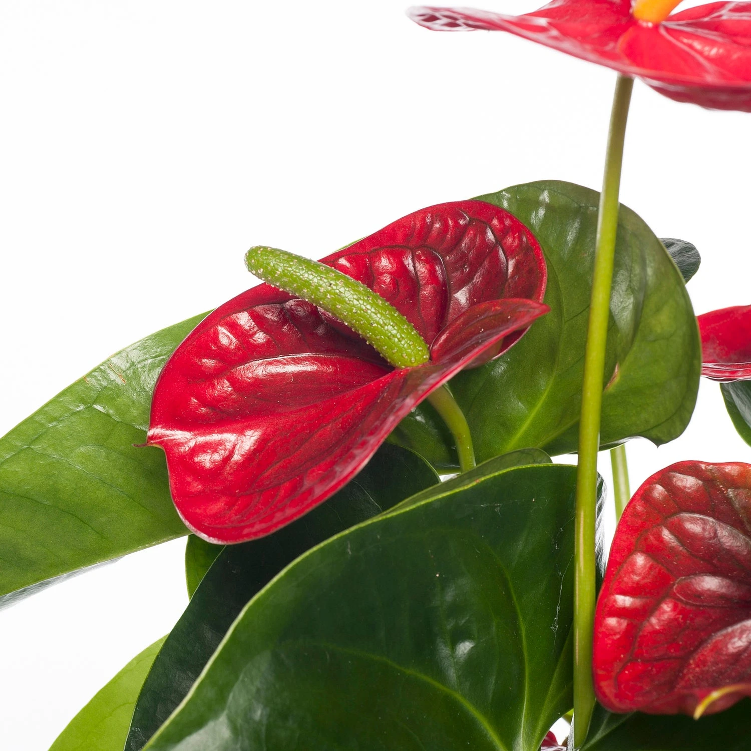 Flamingoplant (Anthurium Andreanum 'Red Champion') D 17 H 55 Cm 4 Flamingoplant (Anthurium Andreanum 'Red Champion') D 17 H 55 Cm - Afbeelding 2