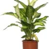 Dieffenbachia (Dieffenbachia 'Summer Style') D 17 H 60 Cm -Groene Tuin Winkel 8717263121336 1