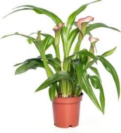 Aronskelk (Zantedeschia 'Garnet Glow Hotpink') D 11 H 30 Cm