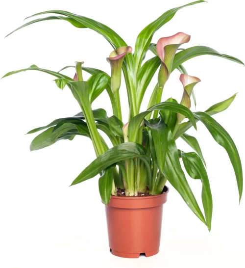 Aronskelk (Zantedeschia 'Garnet Glow Hotpink') D 11 H 30 Cm