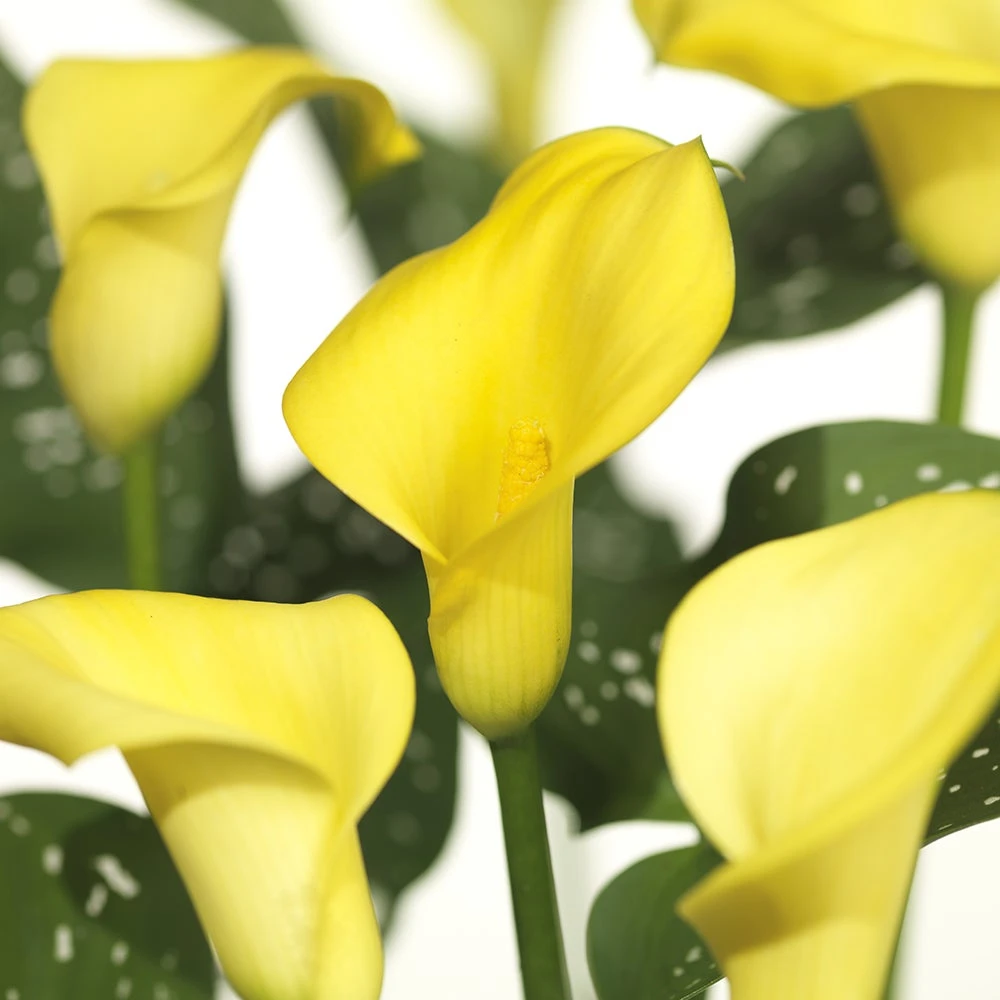 Aronskelk (Zantedeschia 'Sunclub') D 11 H 28 Cm 4 Aronskelk (Zantedeschia 'Sunclub') D 11 H 28 Cm - Afbeelding 2