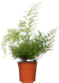 Sierasperge (Asparagus Densiflorus 'Cwebe') D 17 H 35 Cm