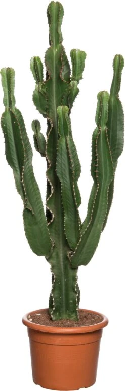 Cowboycactus (Euphorbia Erytrea) D 27 H 135 Cm