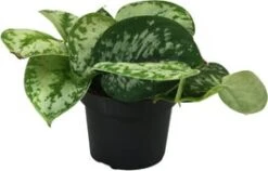 Scindapsus (Scindapsus Pictus 'Trebie') D 12 H 25 Cm