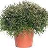 Rotskoraal (Rhipsalis Burchellii) D 12 H 25 Cm -Groene Tuin Winkel 8717263122586 2 3 1
