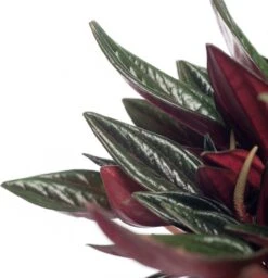 Peperomia (Peperomia Caperata 'Rosso') D 12 H 20 Cm 5 Peperomia (Peperomia Caperata 'Rosso') D 12 H 20 Cm -Groene Tuin Winkel 8717263125563 3