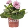 Gloxinia (Sinningia 'Sonate Pink') D 12 H 25 Cm -Groene Tuin Winkel 8717263126126