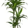 Drakenbloedboom (Dracaena Fragrans 'Art') D 21 H 120 Cm -Groene Tuin Winkel 8717263126843