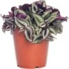 Vaderplant (Tradescantia Zebrina) D 12 H 20 Cm -Groene Tuin Winkel 8717263126898 3 1