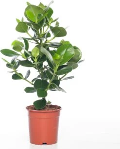 Clusia (Clusia Rosea 'Princess') D 17 H 55 Cm