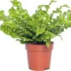Nestvaren (Asplenium Nidus 'Crispy Wave') D 12 H 20 Cm -Groene Tuin Winkel 8717263128175 1