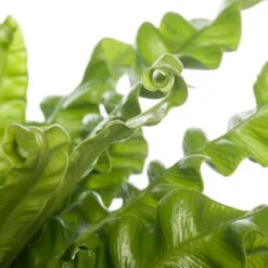 Nestvaren (Asplenium Nidus 'Crispy Wave') D 12 H 20 Cm -Groene Tuin Winkel 8717263128175 1 2