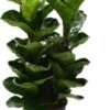 Vioolbladplant (Ficus Lyrata 'Bambino') D 20 H 50 Cm -Groene Tuin Winkel 8717263128991