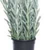Kruiskruid (Senecio 'Mount Everest') D 17 H 45 Cm -Groene Tuin Winkel 8717263129035 1 1
