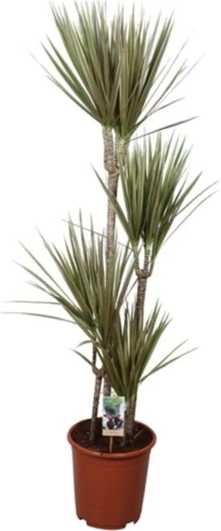 Drakenbloedboom (Dracaena Marginata) D 27 H 170 Cm