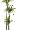 Drakenbloedboom (Dracaena Fragrans (D) 'Lemon Lime') D 24 H 140 Cm -Groene Tuin Winkel 8717263129165 2