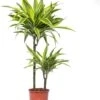 Drakenbloedboom (Dracaena Fragrans (D) 'Lemon Lime') D 19 H 90 Cm 2 Drakenbloedboom (Dracaena Fragrans (D) 'Lemon Lime') D 19 H 90 Cm -Groene Tuin Winkel 8717263129172 3