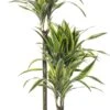 Drakenbloedboom (Dracaena Fragrans (D) 'Lemon Lime') D 21 H 110 Cm -Groene Tuin Winkel 8717263129189 3