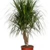 Drakenbloedboom (Dracaena Marginata) D 27 Cm -Groene Tuin Winkel 8717263129295 1