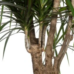 Drakenbloedboom (Dracaena Marginata) D 27 Cm -Groene Tuin Winkel 8717263129295 2
