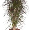 Drakenbloedboom (Dracaena Marginata) D 32 H 150 Cm -Groene Tuin Winkel 8717263129301