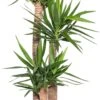 Yucca (Yucca Elephantipes) D 27 H 130 Cm 1 Yucca (Yucca Elephantipes) D 27 H 130 Cm -Groene Tuin Winkel 8717263129325 2