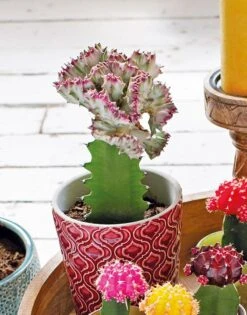 Euphorbia Lac. Cristaat