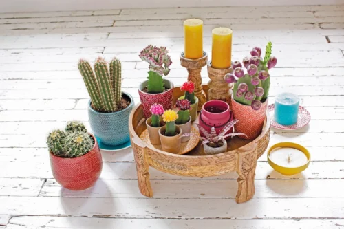 Euphorbia Lac. Cristaat -Groene Tuin Winkel 8717263130697 1