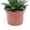 Gasteria (Gasteria 'Flow') D 12 H 15 Cm -Groene Tuin Winkel 8717263130703