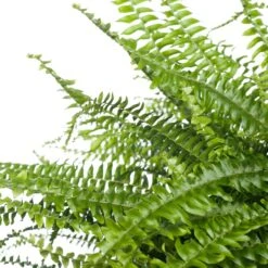 Krulvaren (Nephrolepis Exaltata 'Green Lady') D 19 H 50 Cm -Groene Tuin Winkel 8717263130833 2