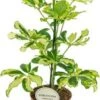 Vingersboom (Schefflera Arboricola 'Charlotte') D 13 H 45 Cm 1 Vingersboom (Schefflera Arboricola 'Charlotte') D 13 H 45 Cm -Groene Tuin Winkel 8717263131311