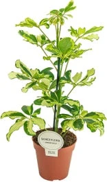 Vingersboom (Schefflera Arboricola 'Charlotte') D 13 H 45 Cm