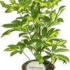 Vingersboom (Schefflera Arboricola 'Gerda') D 13 H 45 Cm -Groene Tuin Winkel 8717263131328 1
