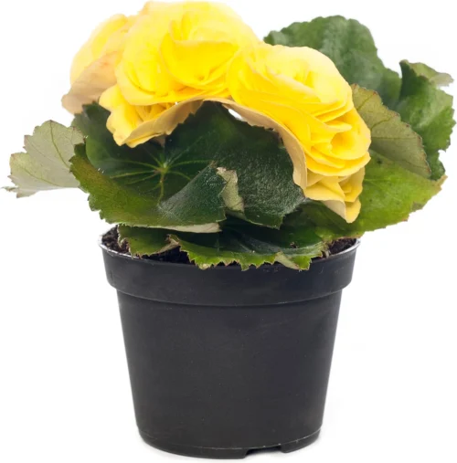 Begonia (Begonia Elatior 'Rebecca') D 14 H 30 Cm