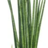 Vrouwentong (Sansevieria Bacularis 'Mikado') D 12 H 40 Cm