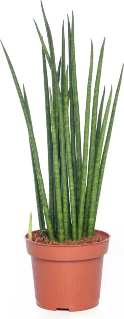 Vrouwentong (Sansevieria Bacularis 'Mikado') D 12 H 40 Cm