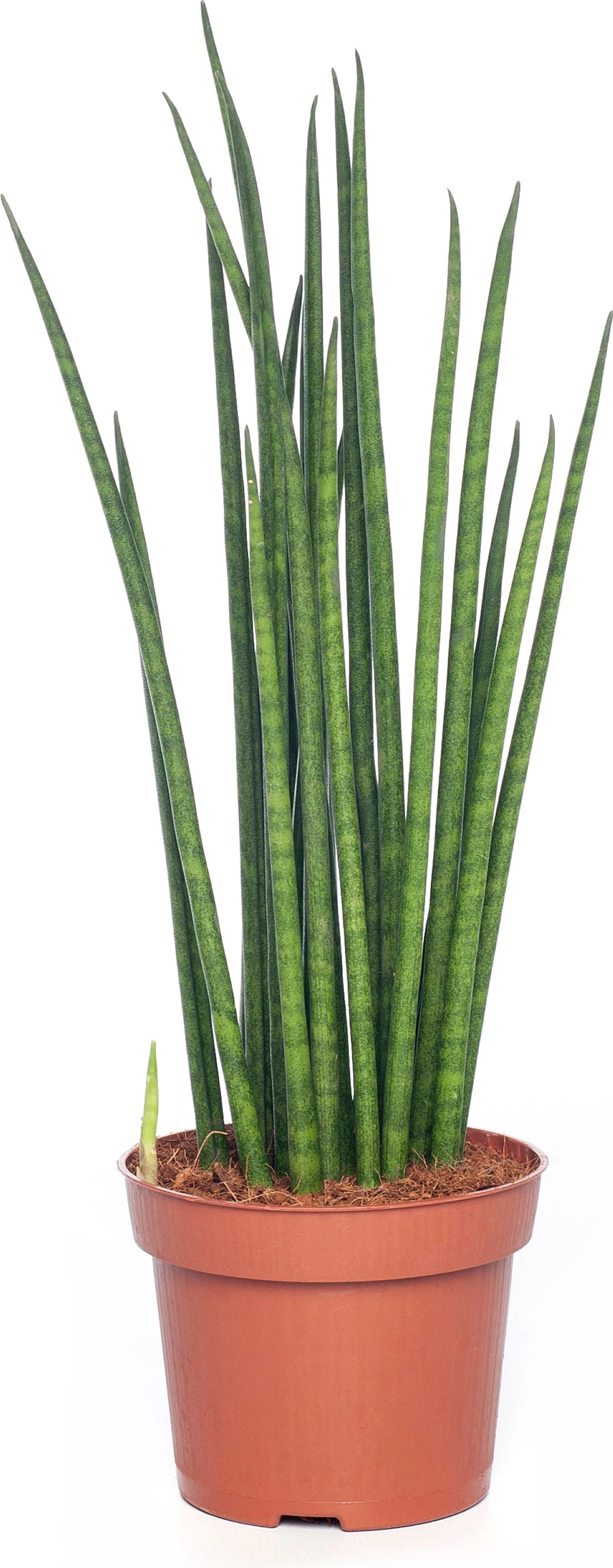 Vrouwentong (Sansevieria Bacularis 'Mikado') D 12 H 40 Cm 3 Vrouwentong (Sansevieria Bacularis 'Mikado') D 12 H 40 Cm