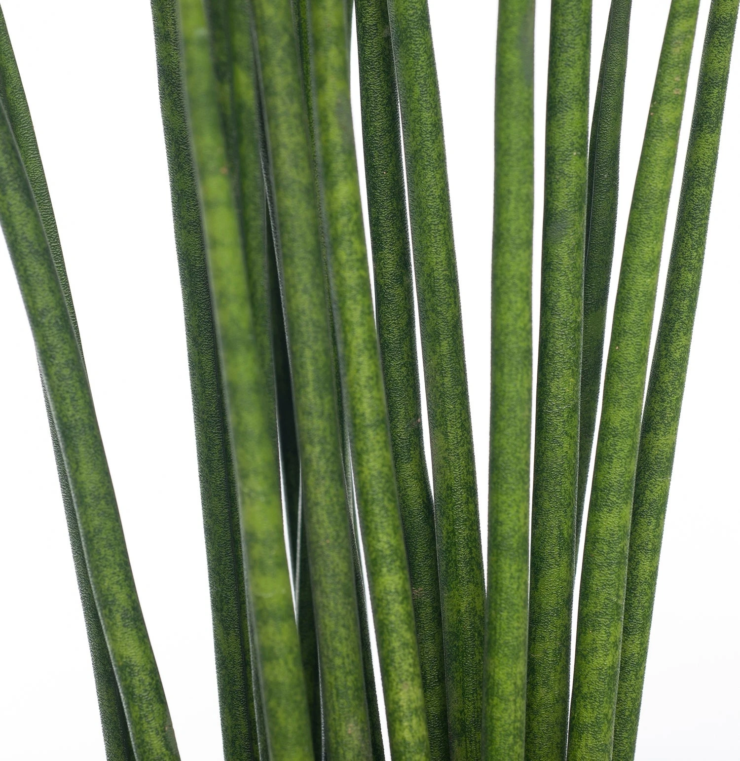 Vrouwentong (Sansevieria Bacularis 'Mikado') D 12 H 40 Cm 4 Vrouwentong (Sansevieria Bacularis 'Mikado') D 12 H 40 Cm - Afbeelding 2