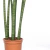 Vrouwentong (Sansevieria Cylindrica 'Straight') D 14 H 45 Cm -Groene Tuin Winkel 8717263132073 1