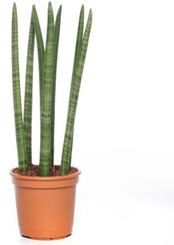 Vrouwentong (Sansevieria Cylindrica 'Straight') D 14 H 45 Cm