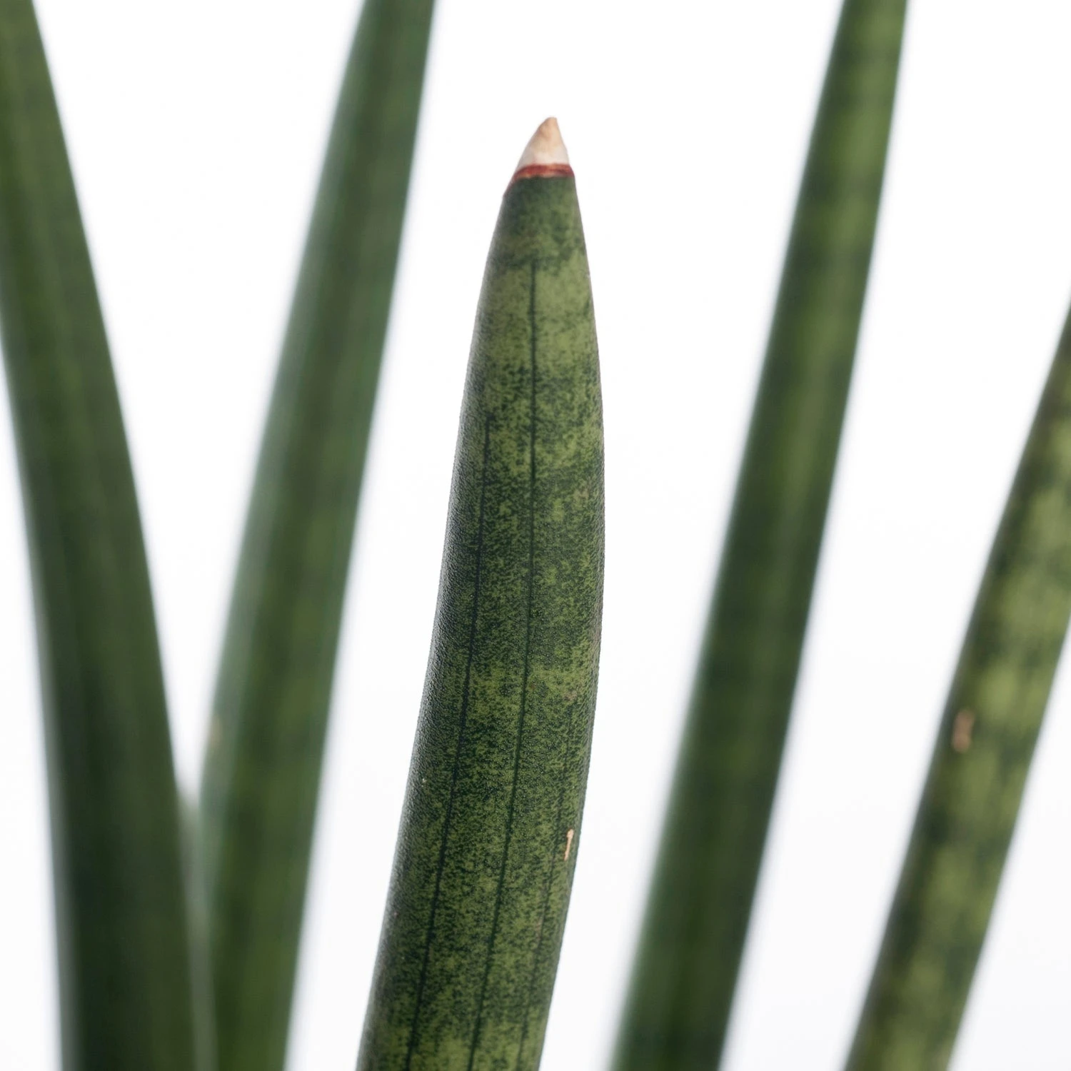 Vrouwentong (Sansevieria Cylindrica 'Straight') D 14 H 45 Cm 4 Vrouwentong (Sansevieria Cylindrica 'Straight') D 14 H 45 Cm - Afbeelding 2