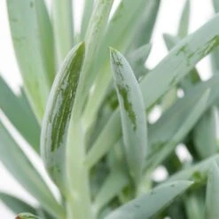 Kruiskruid (Senecio 'Mount Everest') D 12 H 24 Cm -Groene Tuin Winkel 8717263132592 1 2