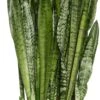 Vrouwentong (Sansevieria Zeylanica) D 30 H 100 Cm -Groene Tuin Winkel 8717263133018