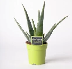 Aloë (Aloë Vera) D 12 H 35 Cm