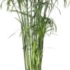 Parapluplant (Cyperus Glaber) D 23 H 140 Cm -Groene Tuin Winkel 8717263133292