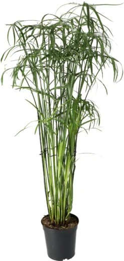 Parapluplant (Cyperus Glaber) D 23 H 140 Cm