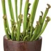 Trompetbekerplant (Sarracenia) D 12 H 35 Cm 2 Trompetbekerplant (Sarracenia) D 12 H 35 Cm -Groene Tuin Winkel 8717263133421 2 1