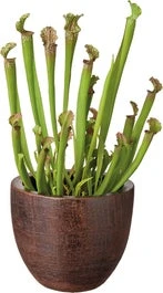 Trompetbekerplant (Sarracenia) D 12 H 35 Cm