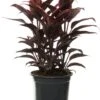 Geluksplant (Cordyline Fruticosa 'Mambo') D 19 H 60 Cm -Groene Tuin Winkel 8717263133445 1